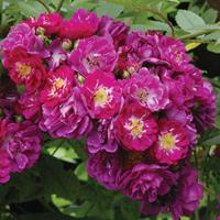 Tuinplant.nl Purper treur Stamroos
