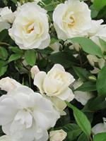 Tuinplant.nl Witte Stamroos