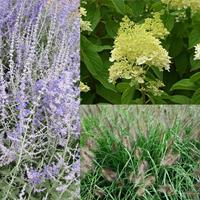 Tuinplant.nl Borderpakket heesters en gras