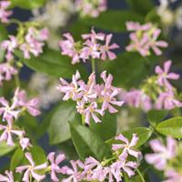 Tuinplant.nl Groenblijvende jasmijn