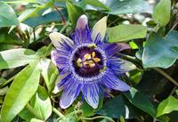 Tuinplant.nl Passiebloem