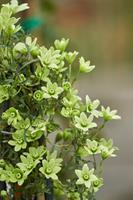 Tuinplant.nl Bladhoudende bosrank