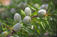 Tuinplant.nl Amandel leiboom