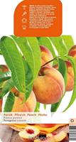 Tuinplant.nl Perzik leiboom