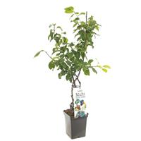 Tuinplant.nl Multi mini boom