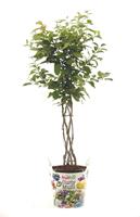 Tuinplant.nl Curly multi boom