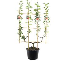 Tuinplant.nl Mix fruitboom