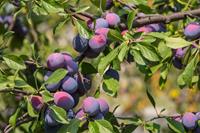 Tuinplant.nl Leipruimenboom