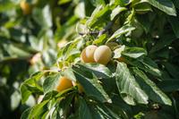 Tuinplant.nl Leipruimenboom