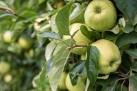 Tuinplant.nl Dubbele u-vorm