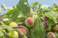 Tuinplant.nl Dubbele u-vorm