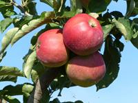 Tuinplant.nl Dubbele u-vorm 4 soorten