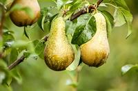 Tuinplant.nl Dwergpeer