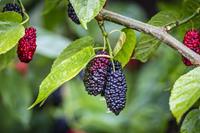 Tuinplant.nl Dwergmoerbei