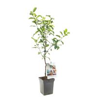 Tuinplant.nl Patio duo-appelboom