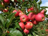 Tuinplant.nl Elstar appel