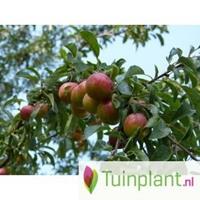 Tuinplant.nl Patio duo-pruimenboom
