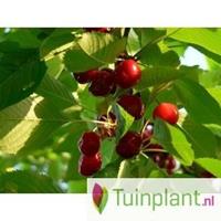 Tuinplant.nl Patio kersenboom