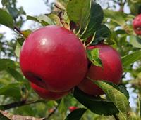 Tuinplant.nl Zuil-appelboom