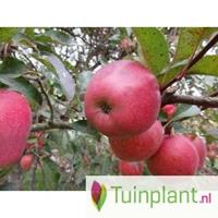 Tuinplant.nl Zuil-appelboom