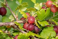 Tuinplant.nl Lei Rode Kruisbes