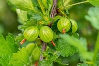 Tuinplant.nl Lei-bessenboom