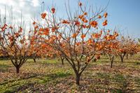 Tuinplant.nl Halfstam dikke Kaki boom