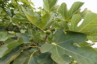 Tuinplant.nl Halfstam dikke vijgenboom