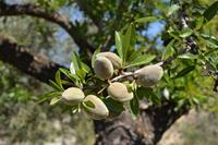 Tuinplant.nl Halfstam dikke Amandelboom