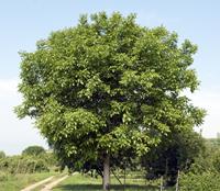Tuinplant.nl Hoogstam dikke Walnotenboom