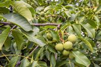 Tuinplant.nl Hoogstam dikke Walnotenboom
