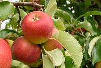 Tuinplant.nl Hoogstam dikke Appelboom