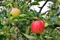 Tuinplant.nl Hoogstam dikke Appelboom