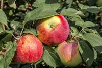 Tuinplant.nl Halfstam dikke Appelboom