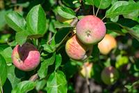 Tuinplant.nl Halfstam dikke Appelboom