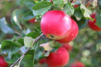 Tuinplant.nl Dikke Zuil- appelboom