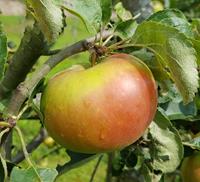 Tuinplant.nl Halfstam dikke Appelboom