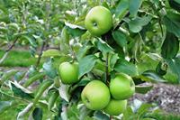 Tuinplant.nl Halfstam dikke Appelboom