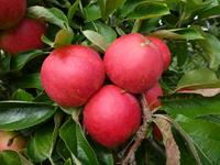 Tuinplant.nl Dikke Lei-appelboom