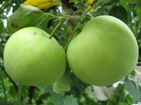 Tuinplant.nl Halfstam dikke Appelboom