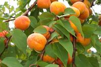 Tuinplant.nl Halfstam dikke Abrikozenboom