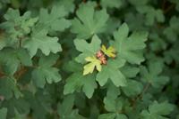 Tuinplant.nl Bolesdoorn op stam
