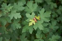 Tuinplant.nl Veldesdoorn op stam