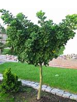 Tuinplant.nl Japanse notenboom op stam
