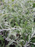 Tuinplant.nl Siertreurpeer op stam