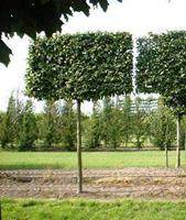 Tuinplant.nl Leibeuk
