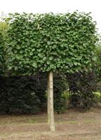 Tuinplant.nl Groene leibeuk