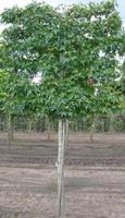 Tuinplant.nl Lei-amberboom