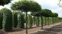 Tuinplant.nl Dakbeuk
