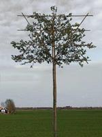 Tuinplant.nl Lei-steeneik